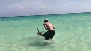 destin-hammerhead-shark