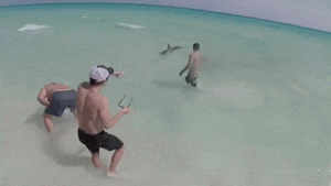 destin-hammerhead-shark-saved