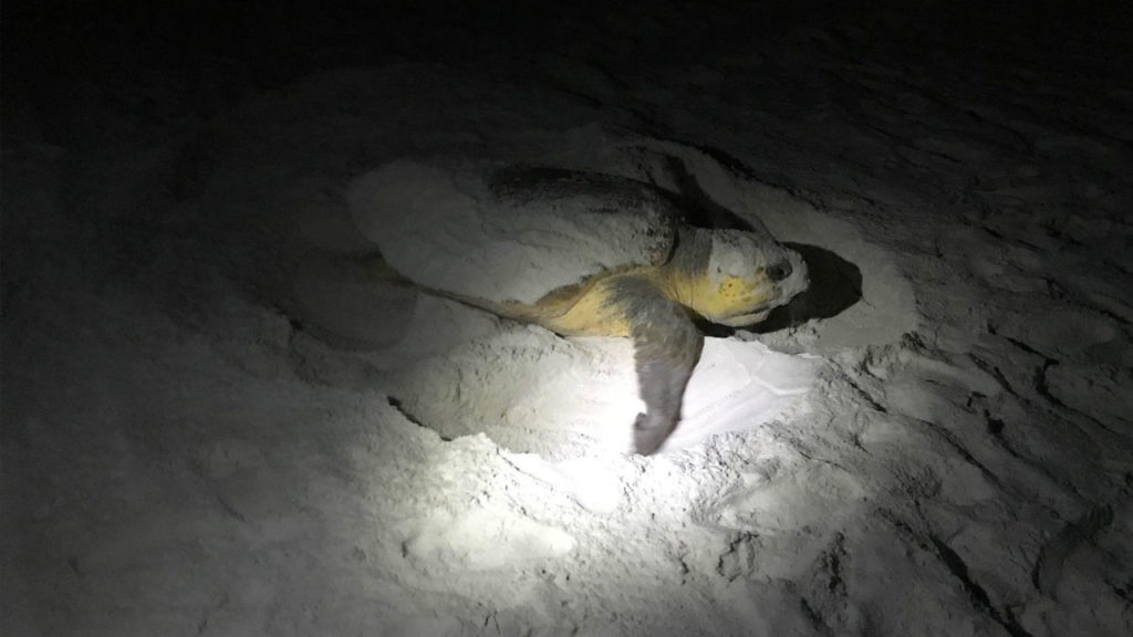 Sea turtle on Destin beach