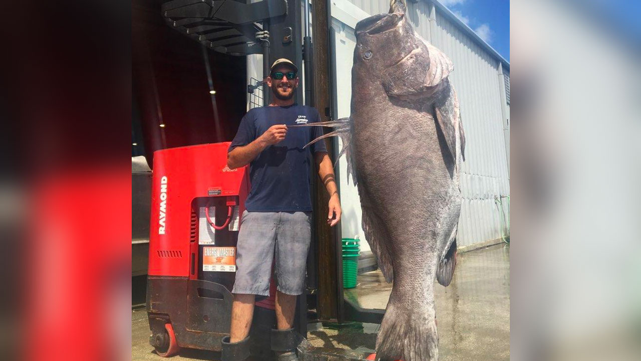 Commercial fisherman Brandon Lee Van Horn caught this 330-pound Warsaw grouper