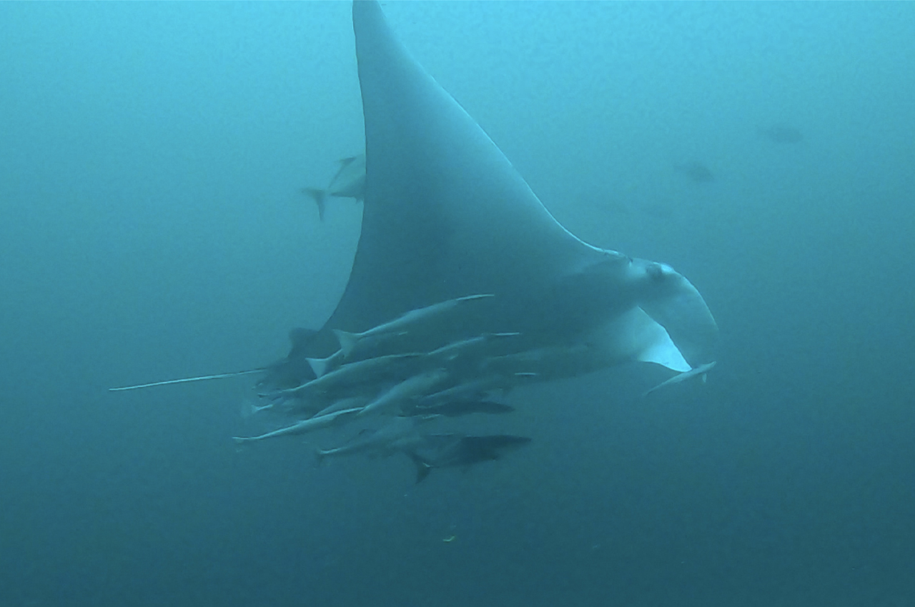 manta ray florida