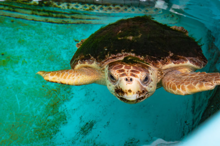 City of Destin orders hundreds of flashlights to help protect Sea Turtles