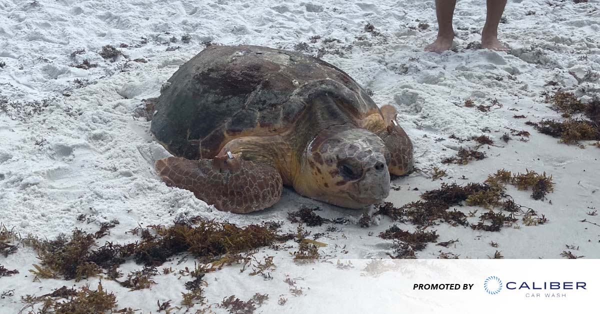 Gulfarium C.A.R.E. Center successfully releases 5 rehabilitated sea turtles  back into the Gulf of Mexico