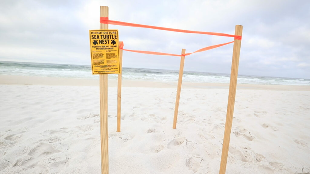 Sea turtle nesting season begins in Destin-Fort Walton Beach. Here's ...