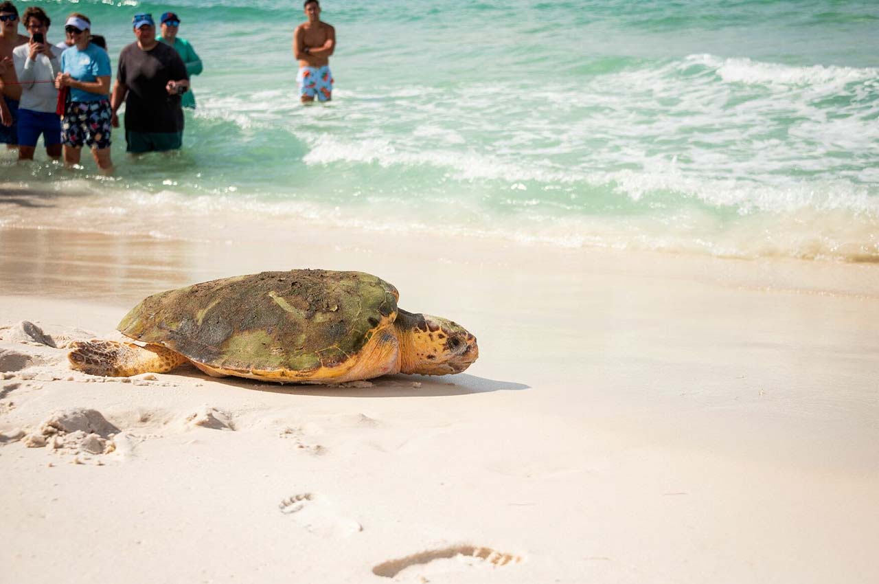 6 More Rehabilitated Sea Turtles Successfully Released Back Into The ...