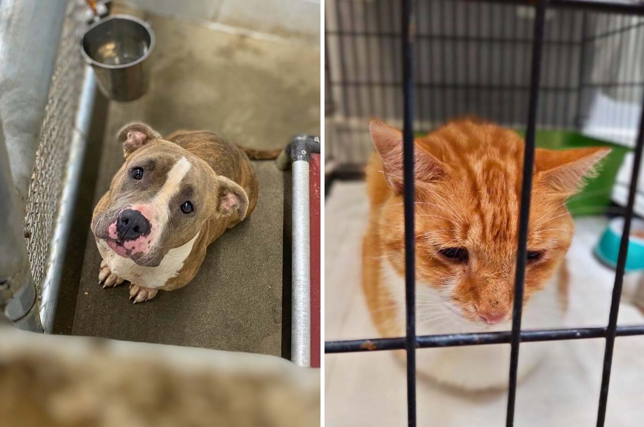 PAWS animal shelter urgently requests donations after running out of pet food